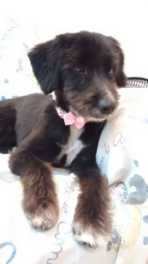 Cachorro ra a srd idade 2 anos nome Cléo
