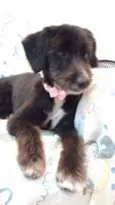 Cléo