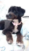 Cléo
