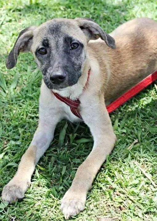 Cachorro ra a SRD idade 7 a 11 meses nome Sofia