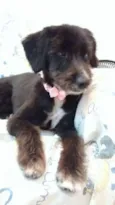 Cléo