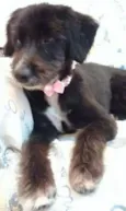 Cléo