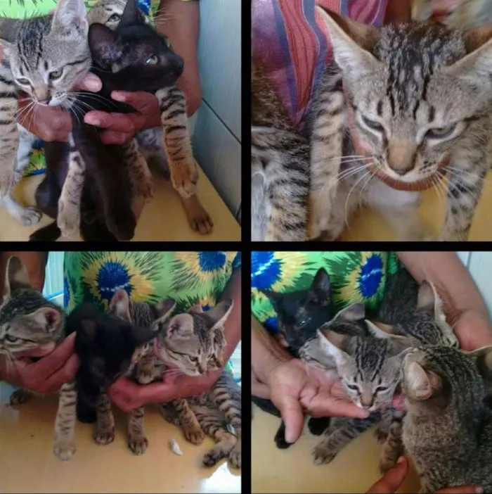 Gato ra a SRD idade 2 a 6 meses nome Tigrinho