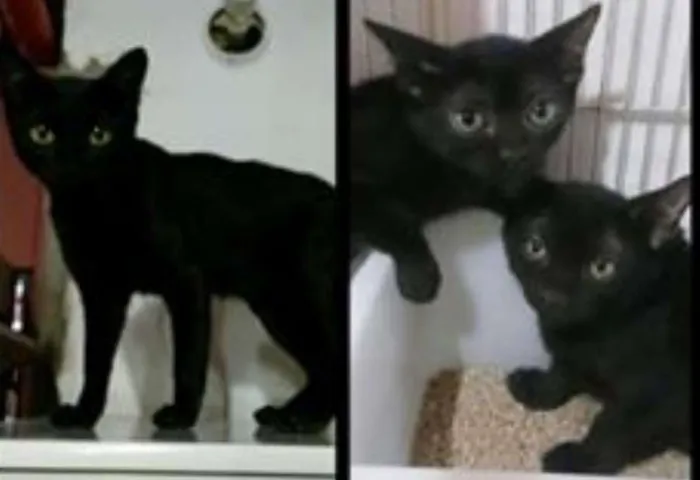 Gato ra a SRD idade 2 a 6 meses nome Panterinha