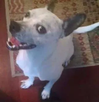 Cachorro ra a SRD idade 2 anos nome Marvin