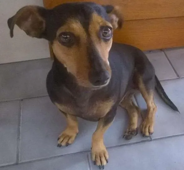 Cachorro ra a SRD idade 1 ano nome menina