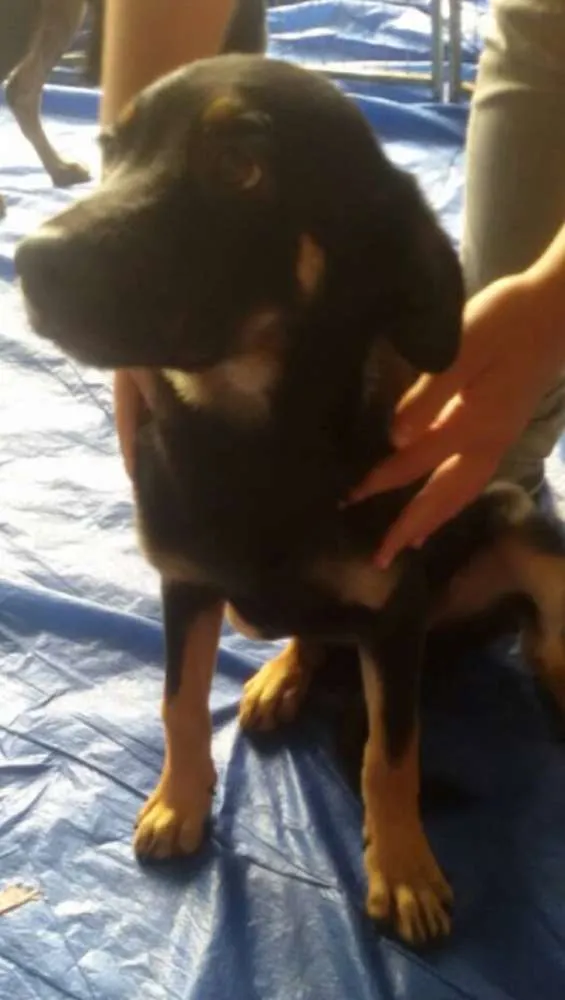 Cachorro ra a SRD idade 2 a 6 meses nome Mickey