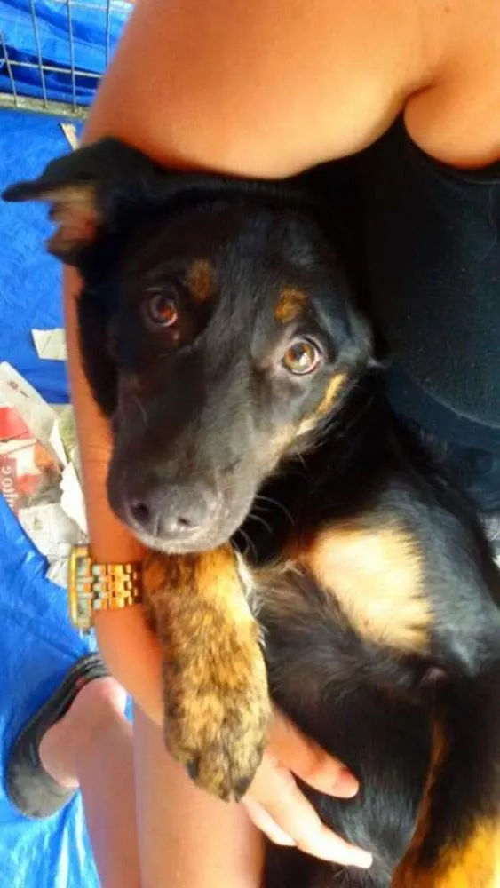 Cachorro ra a SRD idade 2 a 6 meses nome Nina