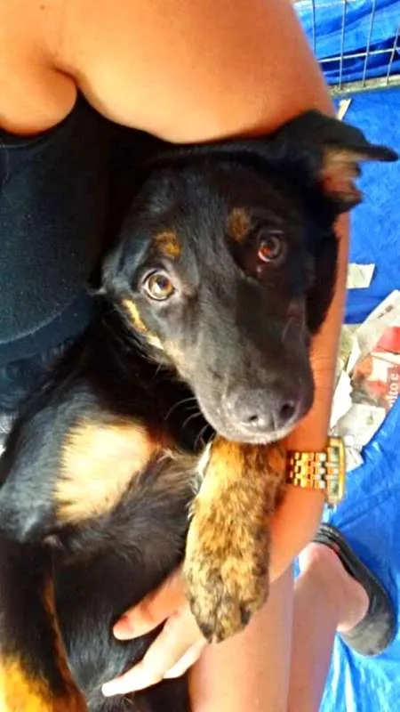 Cachorro ra a SRD idade 2 a 6 meses nome Nina
