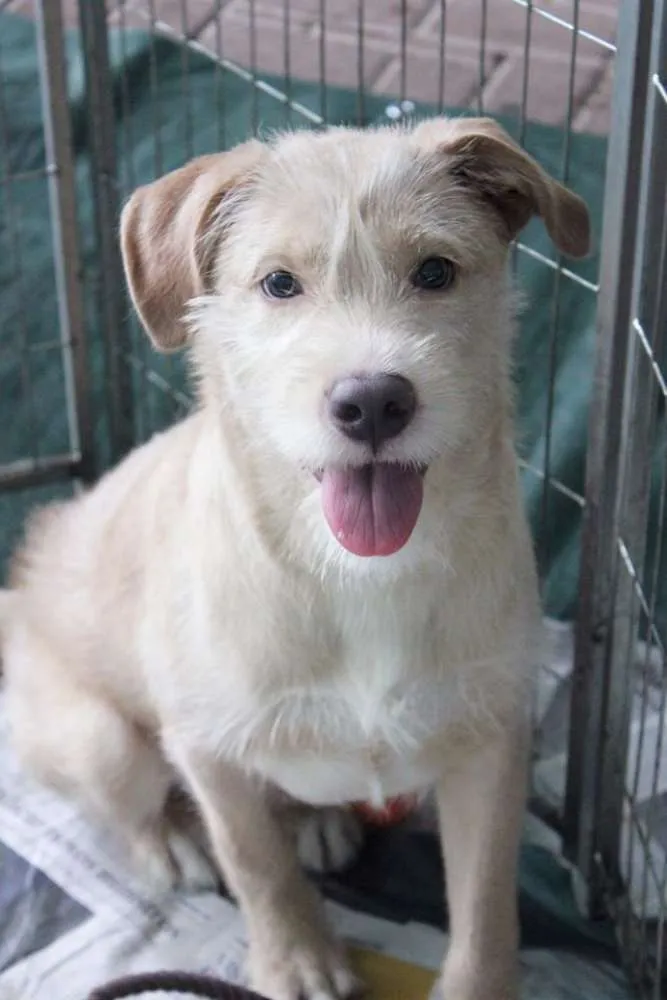 Cachorro ra a SRD idade 1 ano nome Pilequinho