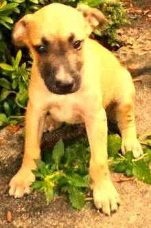 Cachorro raça  idade 2 a 6 meses nome Toddy