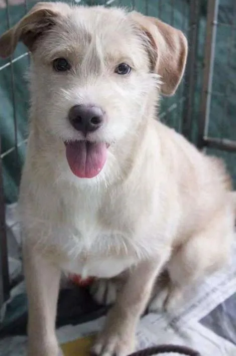 Cachorro ra a SRD idade 1 ano nome Pilequinho