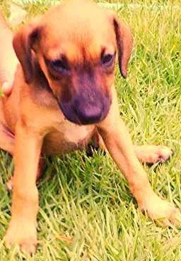 Cachorro raça  idade 2 a 6 meses nome Melzinha