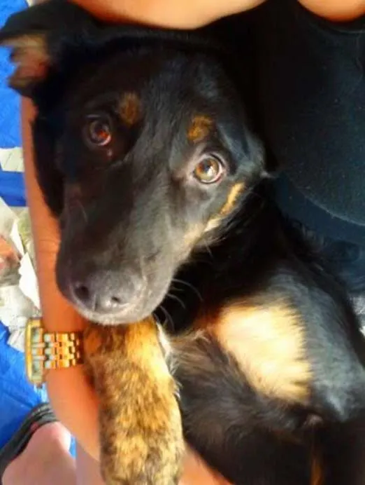 Cachorro ra a SRD idade 2 a 6 meses nome Nina