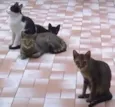 Gatinhos