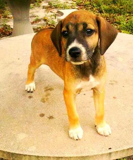 Cachorro raça  idade 2 a 6 meses nome Florzinha