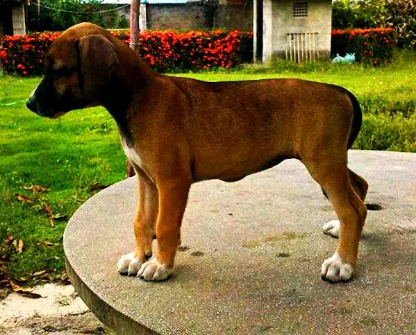 Cachorro raça  idade 2 a 6 meses nome Florzinha