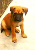 Melzinha