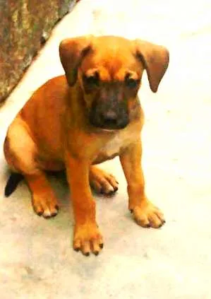 Cachorro raça  idade 2 a 6 meses nome Melzinha