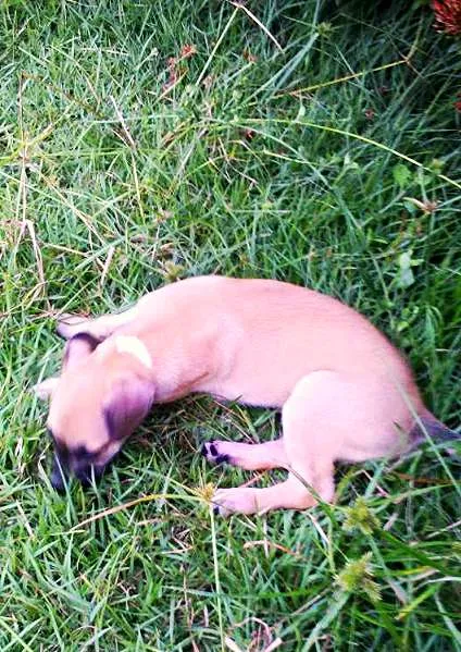 Cachorro raça  idade 2 a 6 meses nome Toddy