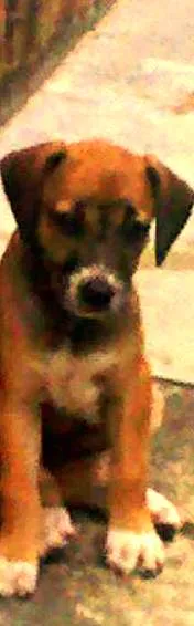 Cachorro raça  idade 2 a 6 meses nome Florzinha