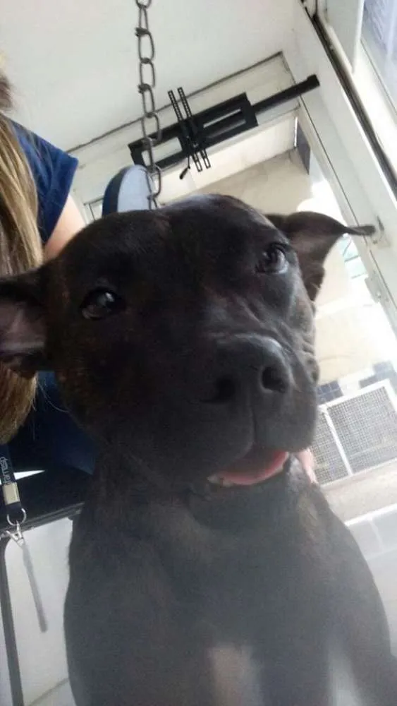 Cachorro ra a Mista de Pit Bull idade 7 a 11 meses nome Pit Tuana 