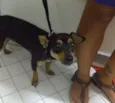 Pirilampo
