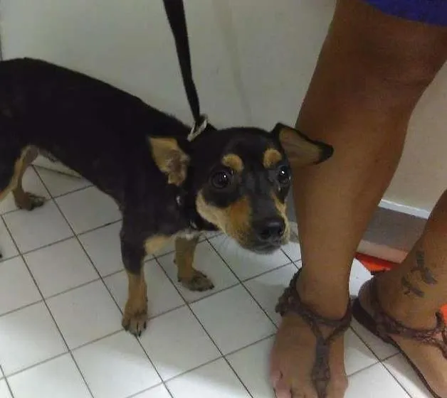 Cachorro ra a SRD idade 2 anos nome Pirilampo