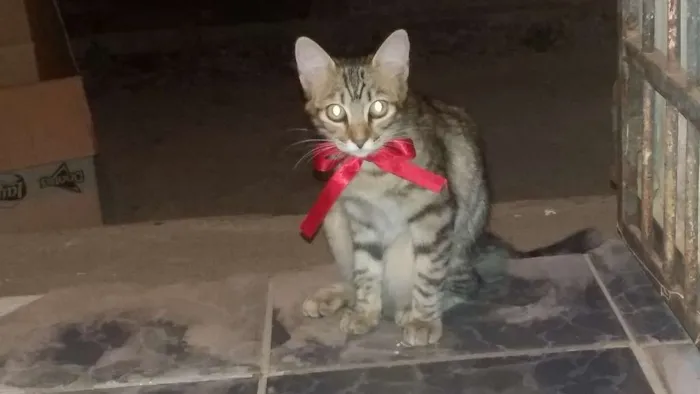 Gato raça Não sei idade 2 a 6 meses nome Vilma e Radija