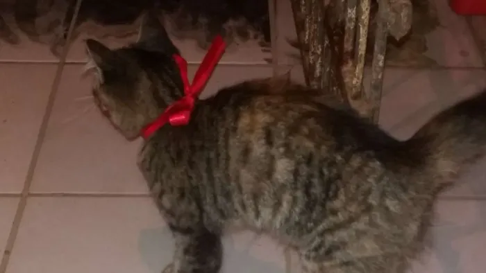 Gato raça Não sei idade 2 a 6 meses nome Vilma e Radija