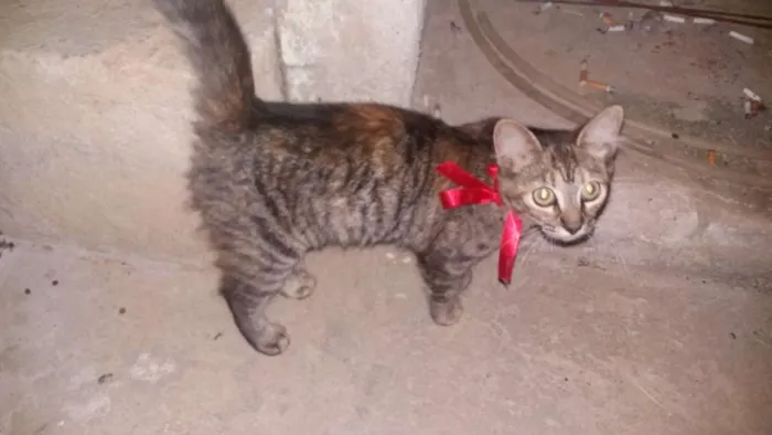 Gato raça Não sei idade 2 a 6 meses nome Vilma e Radija