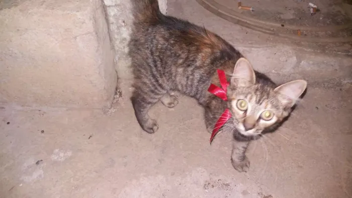 Gato raça Não sei idade 2 a 6 meses nome Vilma e Radija