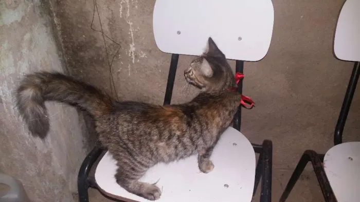 Gato raça Não sei idade 2 a 6 meses nome Vilma e Radija