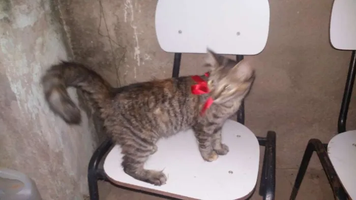 Gato raça Não sei idade 2 a 6 meses nome Vilma e Radija