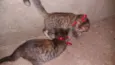 Vilma e Radija