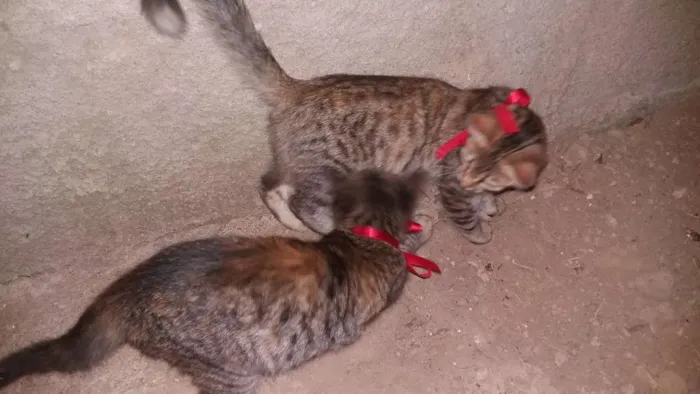 Gato raça Não sei idade 2 a 6 meses nome Vilma e Radija