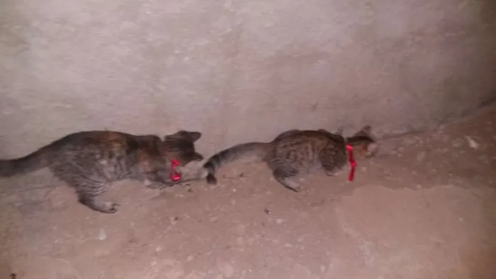 Gato raça Não sei idade 2 a 6 meses nome Vilma e Radija