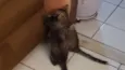 Vilma e Radija