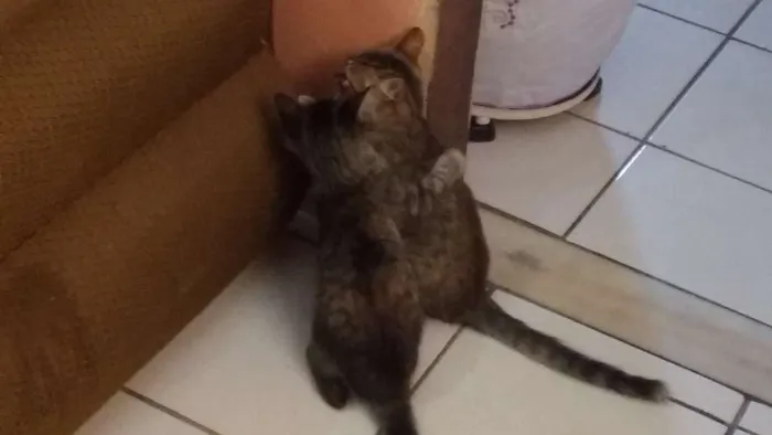 Gato raça Não sei idade 2 a 6 meses nome Vilma e Radija