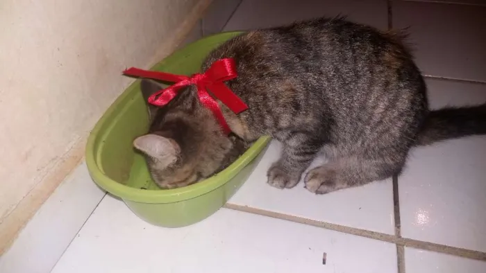 Gato raça Não sei idade 2 a 6 meses nome Vilma e Radija