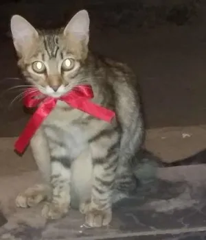 Gato raça Não sei idade 2 a 6 meses nome Vilma e Radija