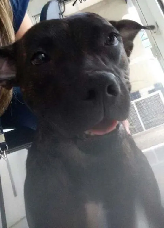Cachorro ra a Mista de Pit Bull idade 7 a 11 meses nome Pit Tuana 