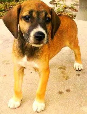 Cachorro raça  idade 2 a 6 meses nome Florzinha
