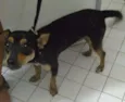 Pirilampo