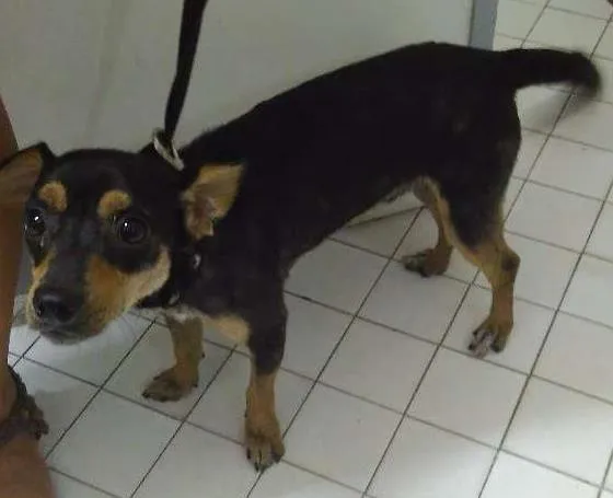 Cachorro ra a SRD idade 2 anos nome Pirilampo