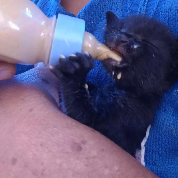 Gato ra a  idade Abaixo de 2 meses nome Nina