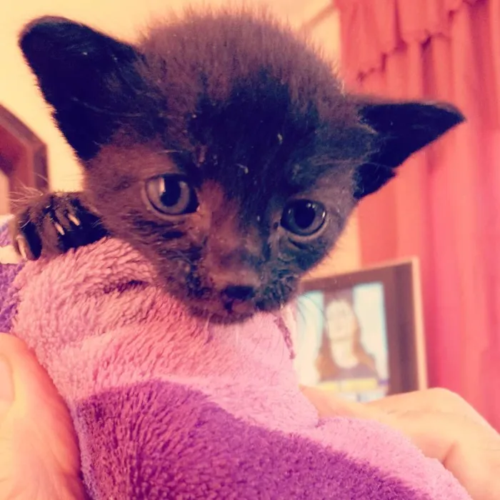 Gato ra a  idade Abaixo de 2 meses nome Nina
