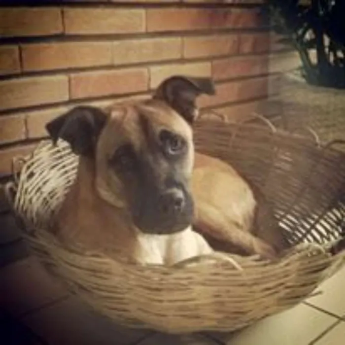 Cachorro ra a ND idade 7 a 11 meses nome Gomes Jovelli