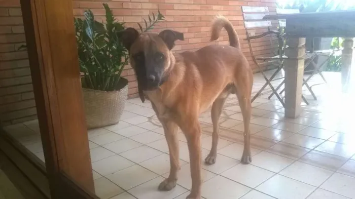 Cachorro ra a ND idade 7 a 11 meses nome Gomes Jovelli