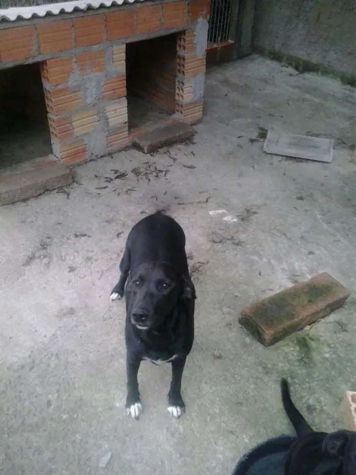 Cachorro ra a SRD idade 2 anos nome Fuzi, Furbi, Nega